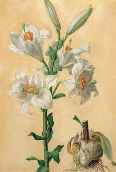 White Lily (Amaryllis Candidum) by Carl Franz Gruber